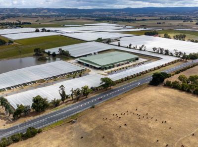 Cosmic Crisp® apple orchard Australia