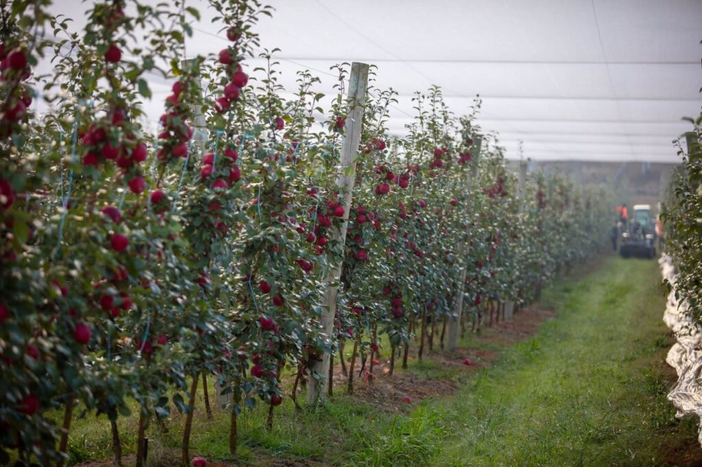 Cosmic Crisp Apple Orchard Australia